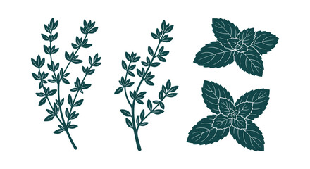 Thyme and Mint Herb Silhouette Collection Isolated on White Background for Culinary Design Projects. © RUMA