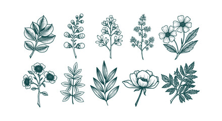 Vintage hand drawn botanical collection with floral design elements, leaves, branches and flowers. © RUMA