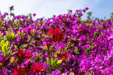 Fototapeta premium Vibrant Pink and Red Azalea Blossoms