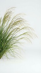 Fototapeta premium Ornamental grass with flowing green blades swaying gracefully against neutral background for natural home decor and landscaping design projects.