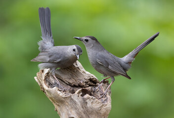 male and female catbirds © Hal Moran