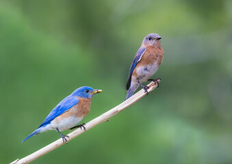 Fototapeta premium male and female bluebirds on perch