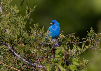Fototapeta premium indigo bunting in cedar tree