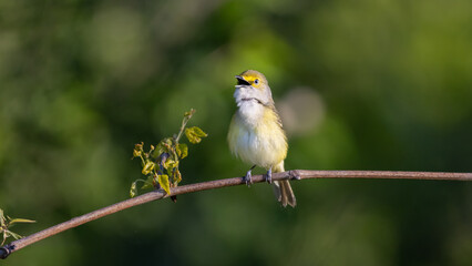 Obraz premium white eyed vireo singing
