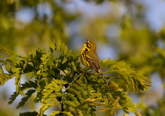 Fototapeta premium prairie warbler singing