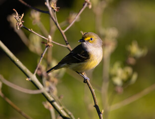 Fototapeta premium white eyed vireo