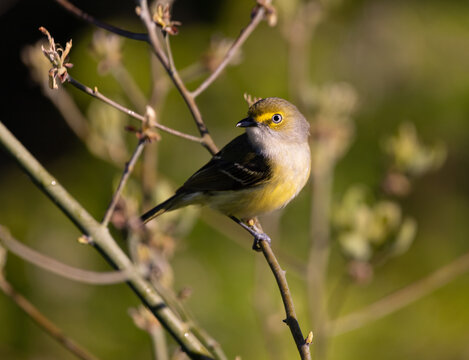 white eyed vireo
