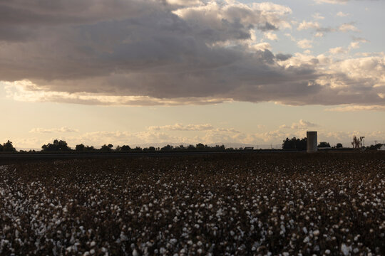 Mature fiber cotton plants stand in a field at sunset in Dos Palos, California, USA.