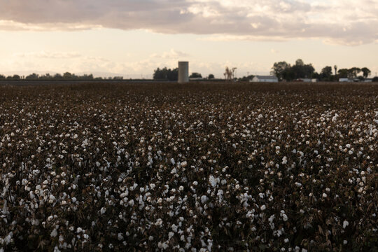 Mature fiber cotton plants stand in a field at sunset in Dos Palos, California, USA.