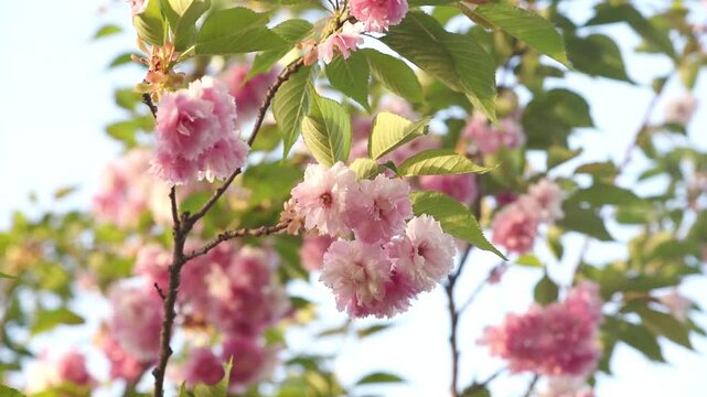 Japanese Sakura blossom on sky background, branches in full bloom with pink flowers blooming in spring garden, springtime flowering cherry tree, sunny beautiful nature landscape.