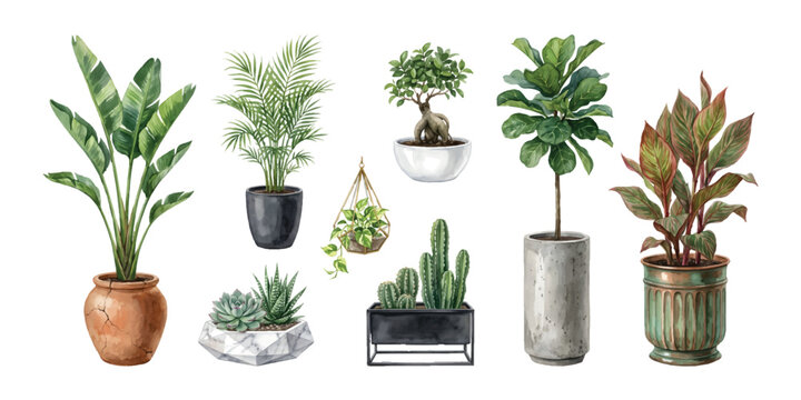 Watercolor set of indoor potted house plants tropical foliage, cactus, succulents, bonsai, and hanging ivy, isolated on transparent background