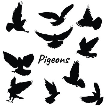 Pigeon bird silhouettes vector graphic