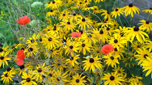 Rudbeckias, black eyed susan flower and poppies in a garden	