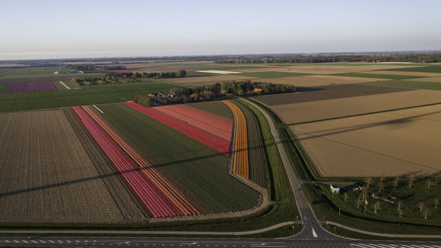 Aerial view of the vibrant tulip fields in the Flevopolder with colorful rows of pink and orange flowers under a clear sky in Lelystad, Flevoland, Netherlands.