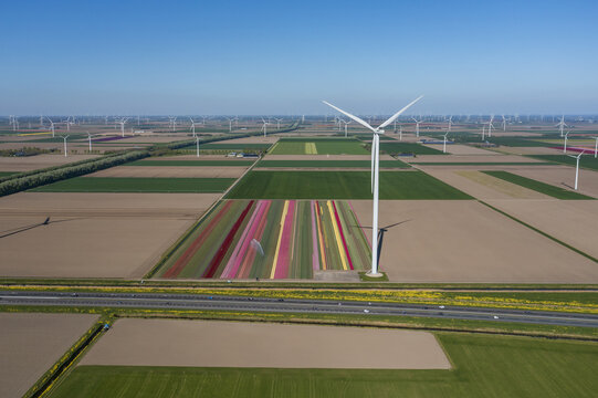 Aerial view of the Flevopolder featuring vibrant tulip fields and modern wind turbines under a clear blue sky Lelystad, Flevoland, Netherlands.