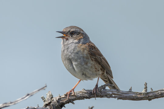Dunnock (Prunella modularis)