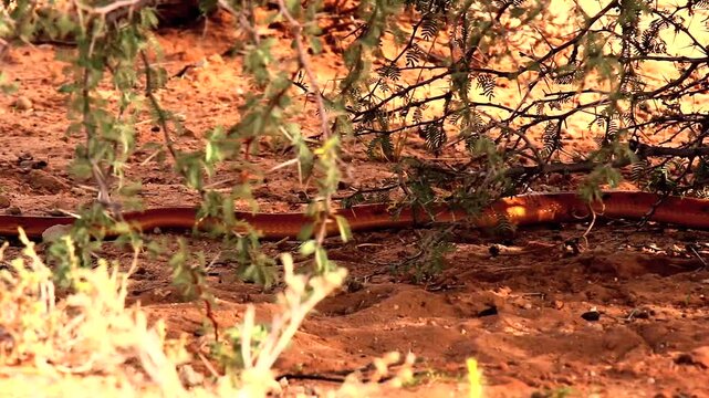  cape cobra slithering 2
