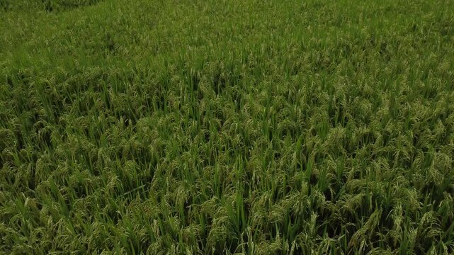 Close aerial view of mature rice field in El Espinal, Tolima