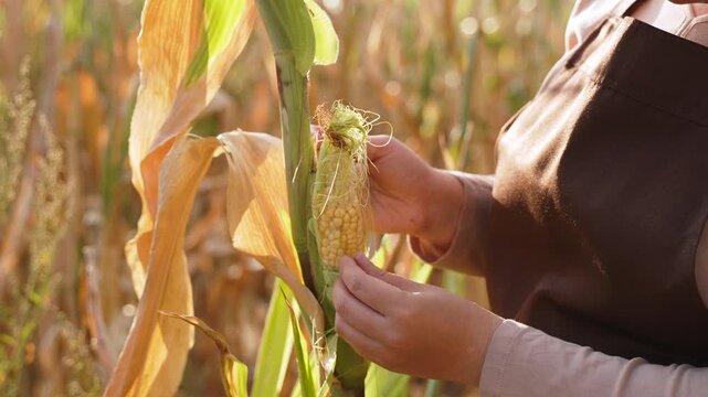 Farmer inspecting young corn cob on plantation. Farm worker carefully opening grain with hands and checking condition of harvest, closeup.