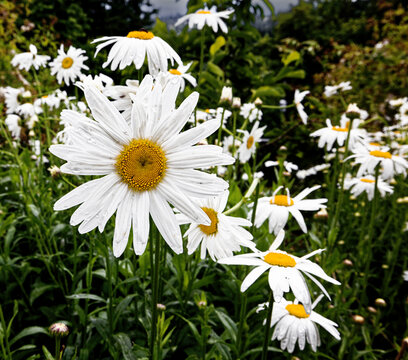 Shasta Daisies in the Field