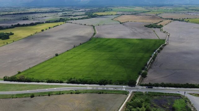  Close aerial view of rice panicles in El Espinal, Tolima