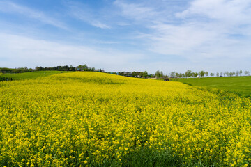 Obraz premium Panoramic View of Yellow Canola Farm