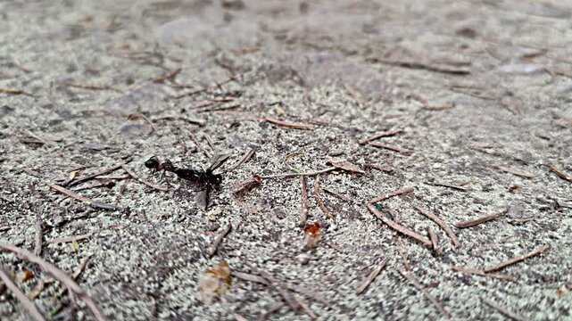 Close-up shot of a black ant traversing a gravelly surface scattered with pine needles and small twigs. Natural outdoor setting, focus on insect movement.
