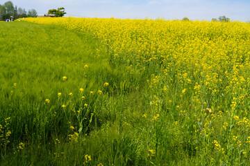 Obraz premium Edge of Green Barley and Yellow Canola Field