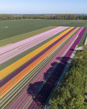 Aerial view of the colorful tulip fields in Flevopolder with vibrant rows of pink, orange and purple flowers under a clear blue sky in Lelystad, Flevoland, Netherlands.