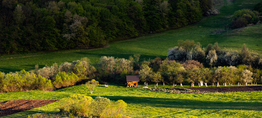 Naklejka premium bright green landscape in early summer