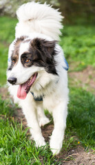 Fototapeta premium happy white dog on green meadow
