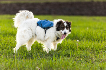 Fototapeta premium happy white dog on green meadow