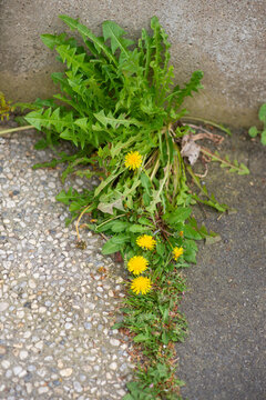 Dandelions growing through pavement crack in Douvres-la-Delivrande, France. Dandelion spreading along crack in pavement, growth and persistence concept