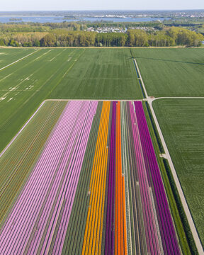 Aerial view of vibrant tulip fields with colorful rows of pink, orange, and purple flowers under a clear sky in Lelystad, Flevoland, Netherlands.
