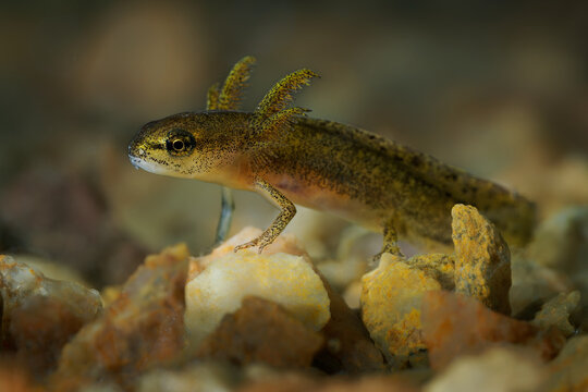 Smooth Newt Lissotriton vulgaris larva with external gills, spotted olive-brown skin, standing on rocks underwater, close-up macro, Europe, aquatic amphibian juvenile stage
