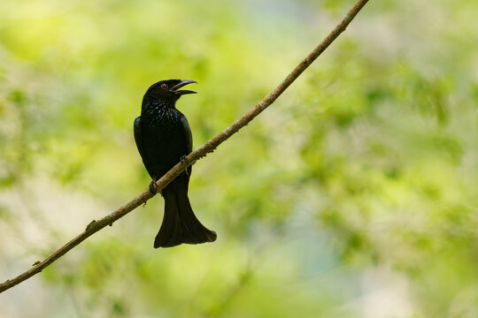 Wallacean Drongo Dicrurus densus perched on branch, glossy black plumage, red eye, open bill, calling, green forest background, Wallacea, Indonesia, tropical rainforest endemic