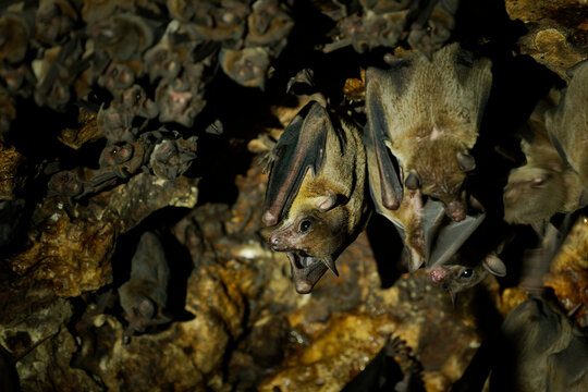 Lesser Dawn Bat Eonycteris spelaea colony roosting in cave ceiling with another bat species, close-up portrait, open mouth, Lombok, Indonesia, Southeast Asia, cave ecosystem