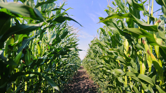 Green Cornfield Rows Under Blue Summer Sky. Tall green corn plants grow in neat agricultural rows under bright sunlight and a clear blue summer sky.