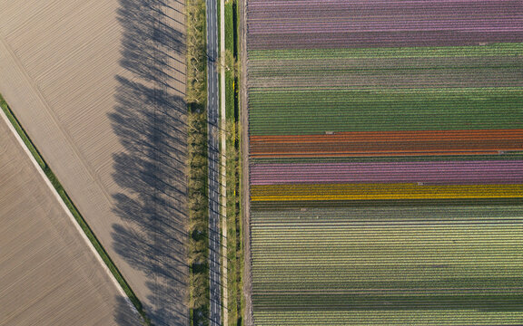 Aerial view of vibrant tulip fields in full bloom alongside a straight road with a line of trees casting long shadows in Lelystad, Flevoland, Netherlands.
