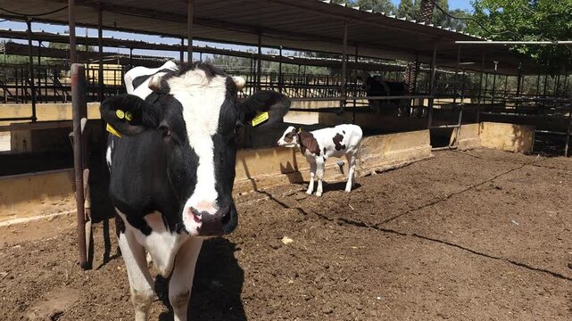 A close-up video of black and white Holstein dairy cows standing inside an open-air barn on a cattle farm. The cow in the foreground looks directly into the camera