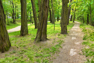 Fototapeta premium views in the city park in the first phase of spring