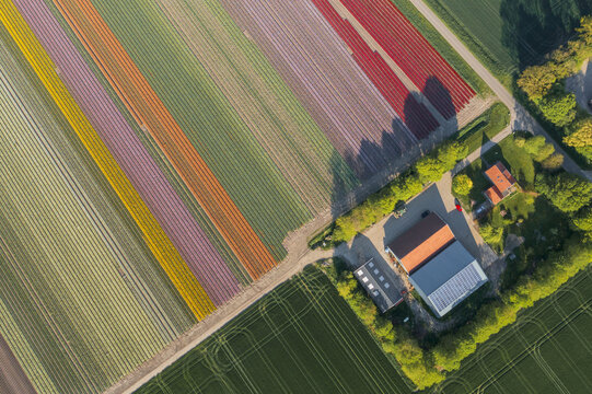 Aerial view of Flevopolder with colorful rows of blooming tulip fields and a farm building Lelystad, Flevoland, Netherlands.