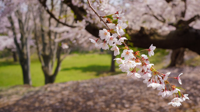 北海道函館市【五稜郭公園】桜の花びら
