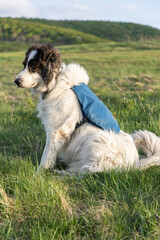 Fototapeta premium happy white dog on green meadow