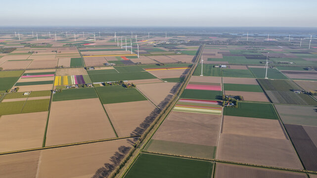 Aerial view of the Flevopolder agricultural landscape with colorful tulip fields and wind turbines under a clear sky in Lelystad, Flevoland, Netherlands.