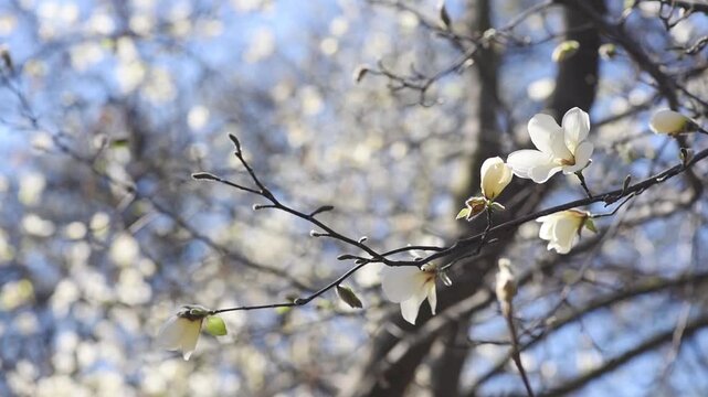 Magnolia flower with white petals blooming in spring garden, the branch sways in the wind, springtime floral natural background with magnoliaceae bloom, beautiful botanical nature landscape.