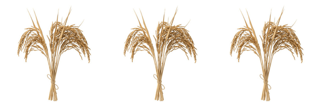 Organic golden dried wheat stalks bunch sheaf for agriculture harvest cereal autumn food baking