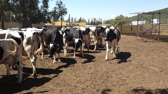 A close-up video of black and white Holstein dairy cows standing inside an open-air barn on a cattle farm. The cow in the foreground looks directly into the camera