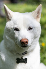 Fototapeta premium shiba inu portrait in the park