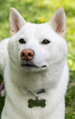 Fototapeta premium shiba inu portrait in the park
